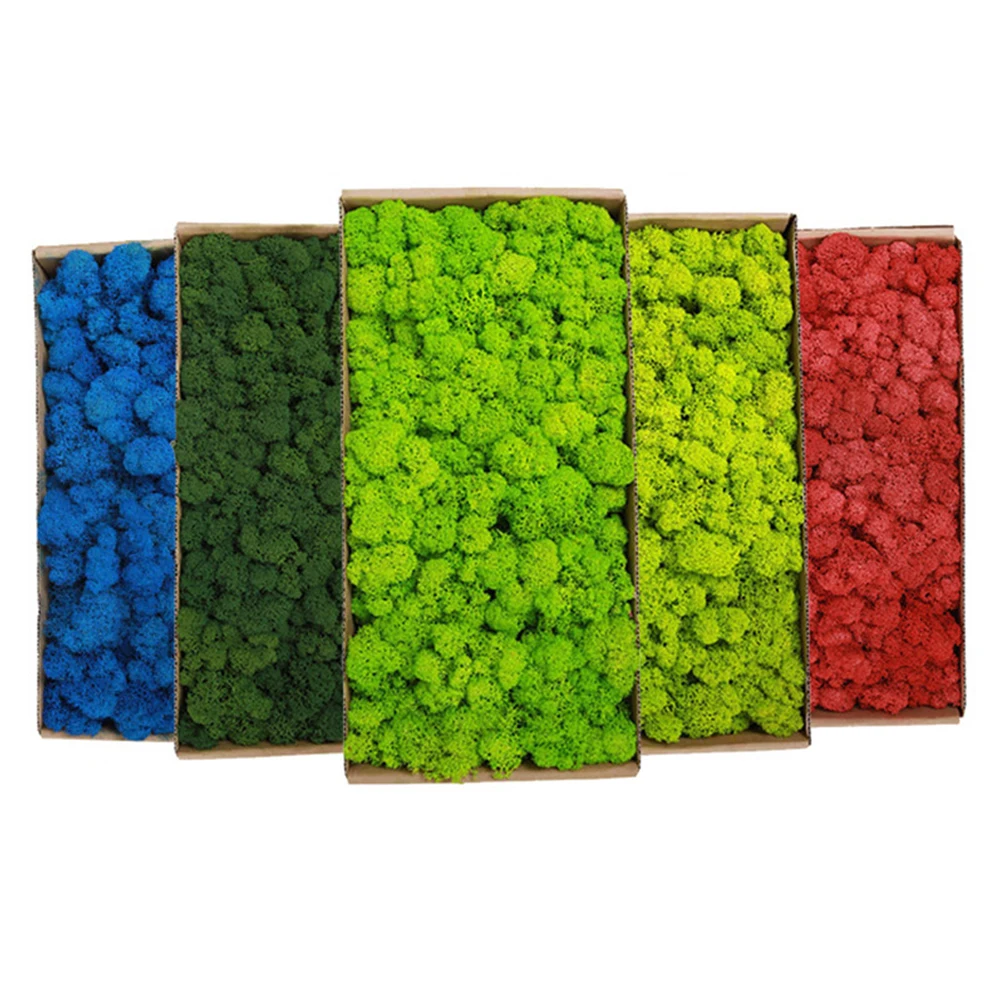 20-200G Tanaman Hijau Buatan R - Terrarium Moss Art ulasan dan harga