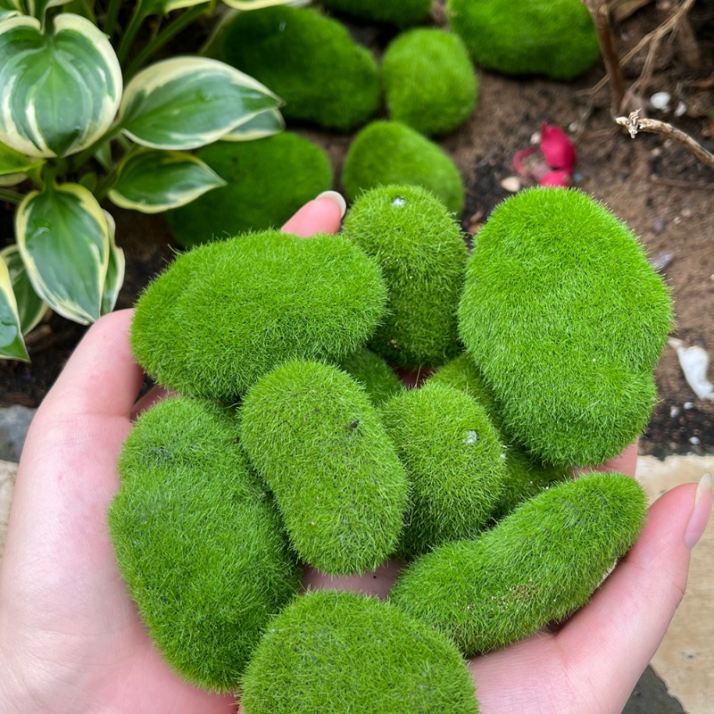 50/5 Buah Batu Lumut Busa Buat - Terrarium Moss Art ulasan dan harga